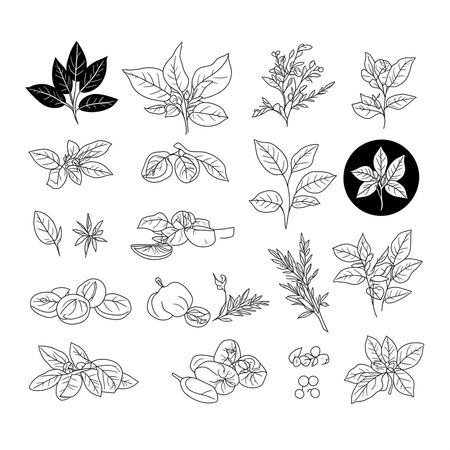 Free Various Herbs And Plants  AI Image