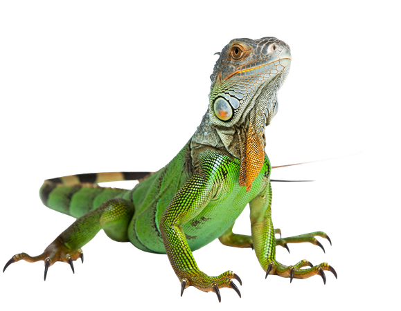 AI Iguana  3D Icon