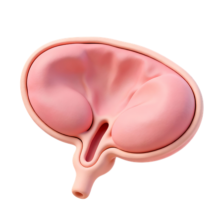 AI Próstata  Imagem