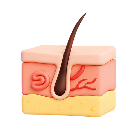 AI Visão anatômica em camadas da pele humana  Imagem