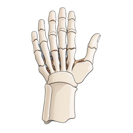 Human Hand Skeleton  AI Image