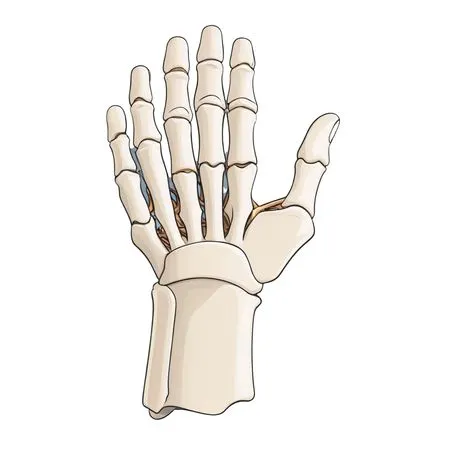 Human Hand Skeleton  AI Image